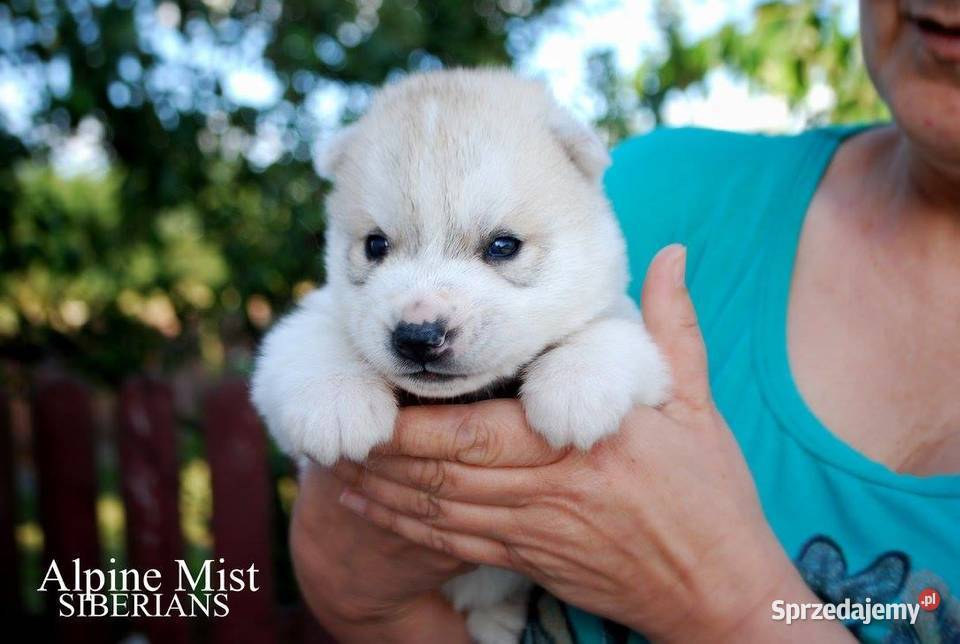 Szczeniaki srebrnobiałe Siberian Husky lato 2023 podkarpackie