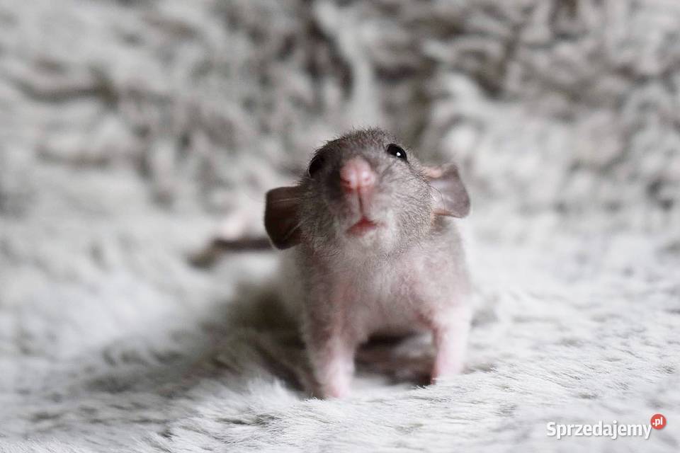Szczury szczurki szczur dumbo dumbo rex dumbo Wrocław