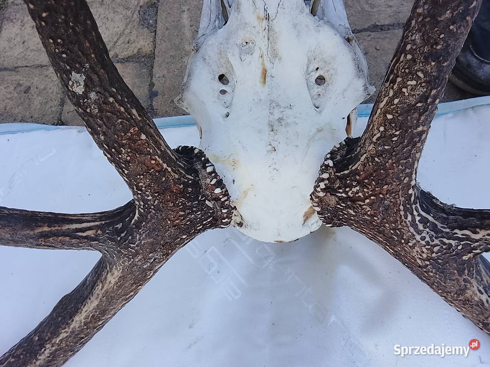 Wieniec jelenia 14stak lubuskie Żary