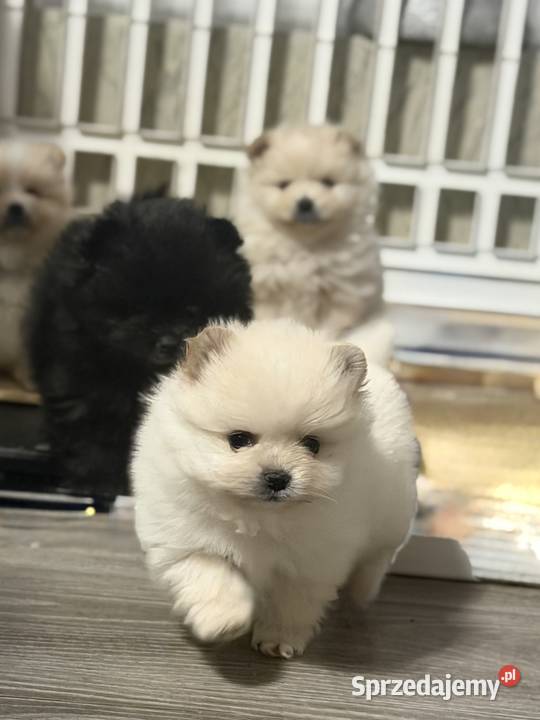 Szpic miniaturowy Pomeranian suczka