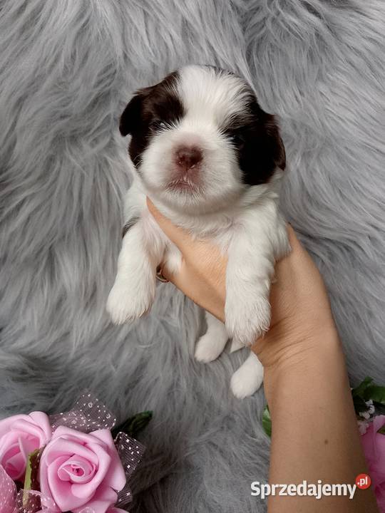 Piękna biało czekoladowa suczka rasy ShihTzu Namysłów