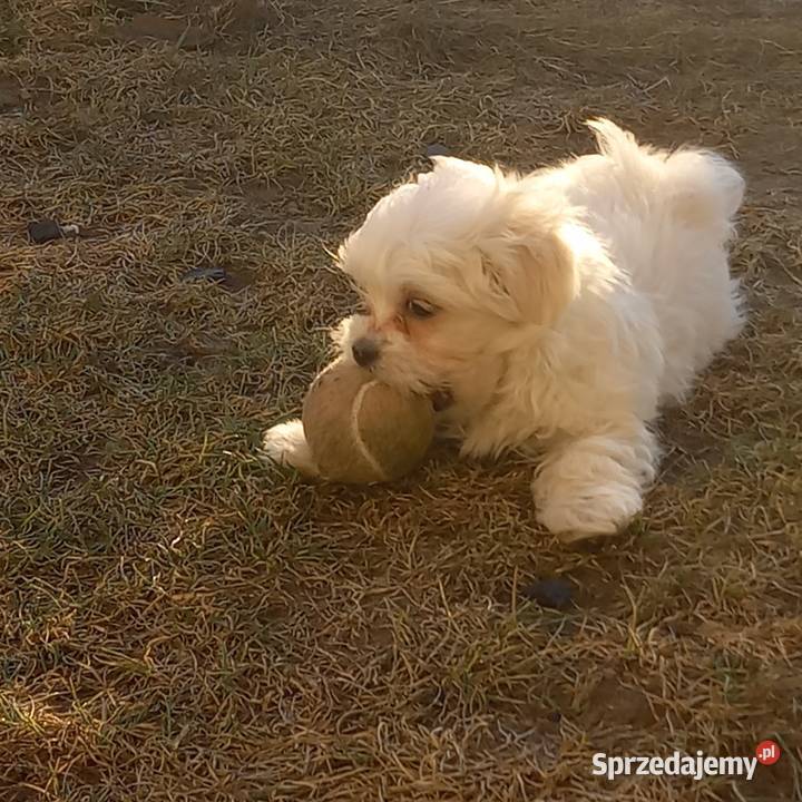 Maltaczyk chłopak Reducin
