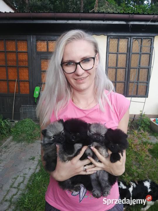 szpic miniaturowy pomeranian Szpic miniaturowy Tarnowskie Góry sprzedam