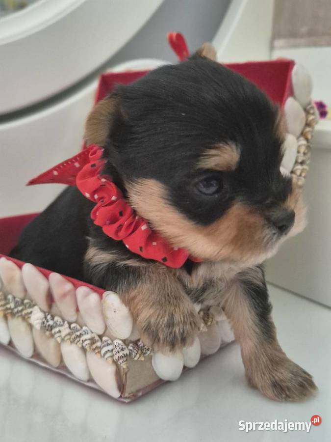 Yorkshire Terrier malutki chłopiec