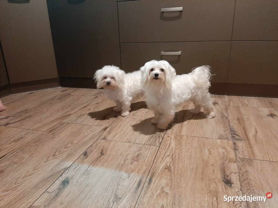 Maltańczyk maltanczyki Łukowa