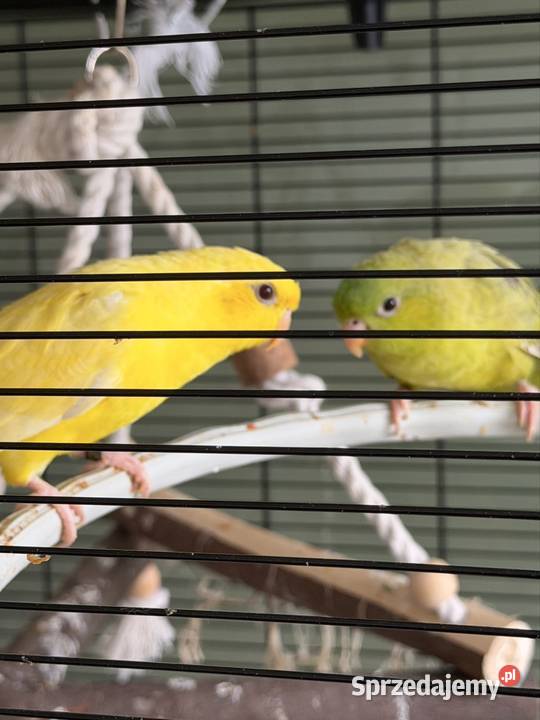 Papużki Katarzynki Stokówki prążkowane mazowieckie Warszawa