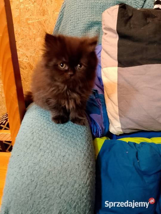 Przeurocze kanapowce perskie przytulasy Karpacz