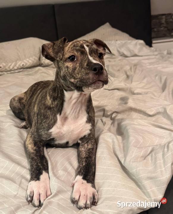 Szczeniaki Amstaff Serock sprzedam