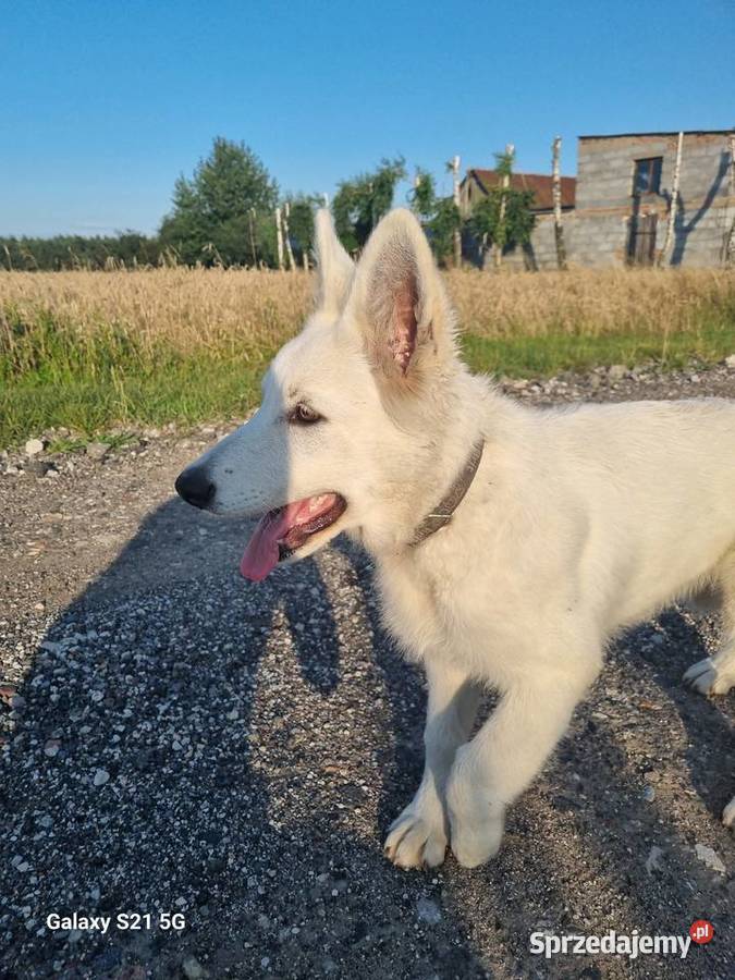 Owczarek Szwajcarski długowlosy kujawsko-pomorskie Mogilno