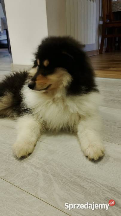 Owczarek szkocki collie ZKwP FCI