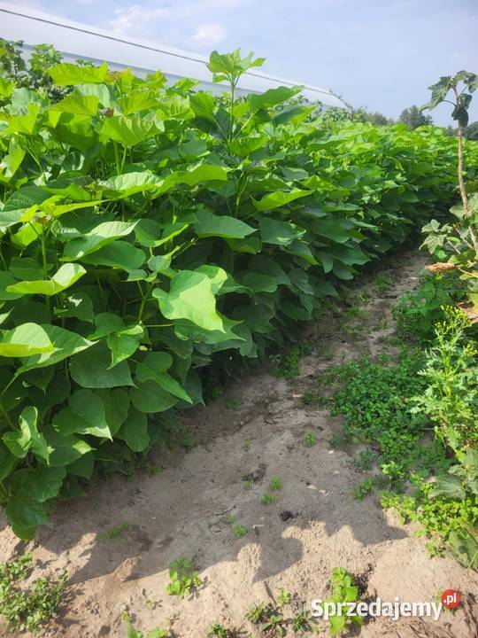 Sadzonki morwy biała czarna hibiskusa i Katalpa Końskowola