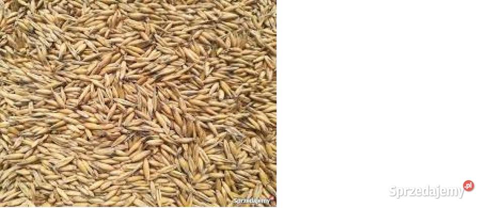 Owies Bingo ekologiczny Małogoszcz