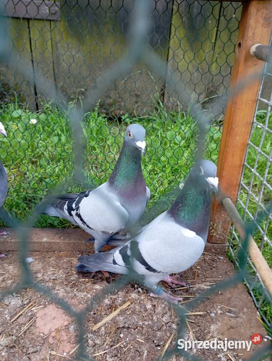 Sprzedam gołębie pocztowe likwidacja hodowli Kłodawa