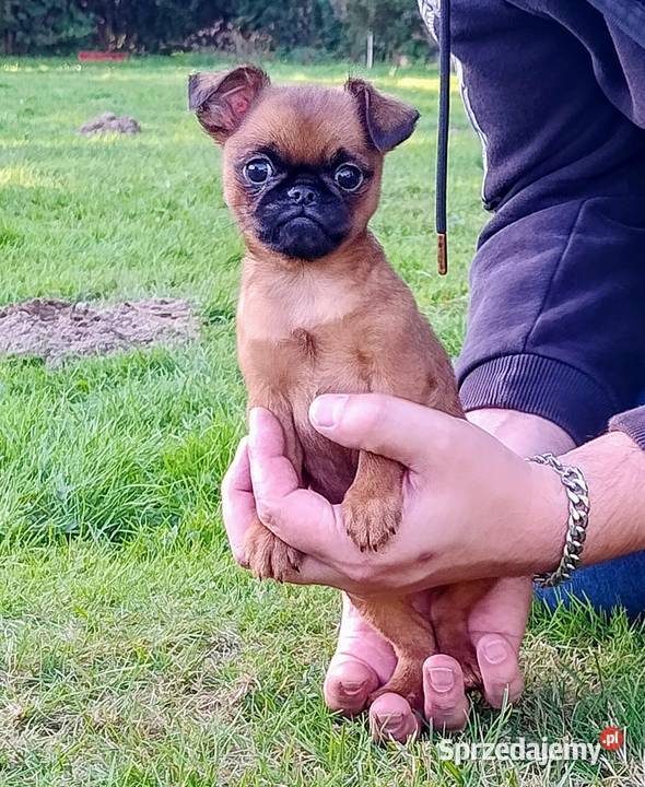 Gryfonik brabancki piesek championach rodowód sprzedam