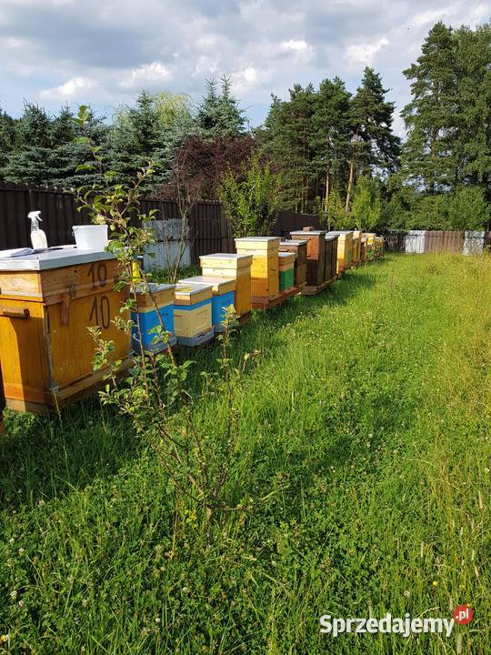 Rodziny i odklady pszczele Sklenar G10 i H47 Sucha Beskidzka