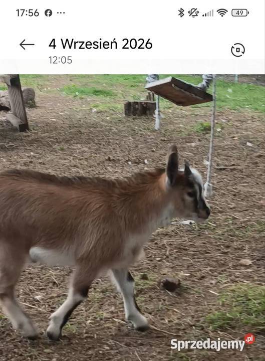Kozy miniaturowe Słomków