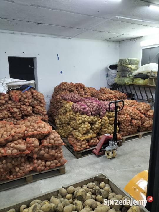 Ziemniaki SADZENIAKI Soraya