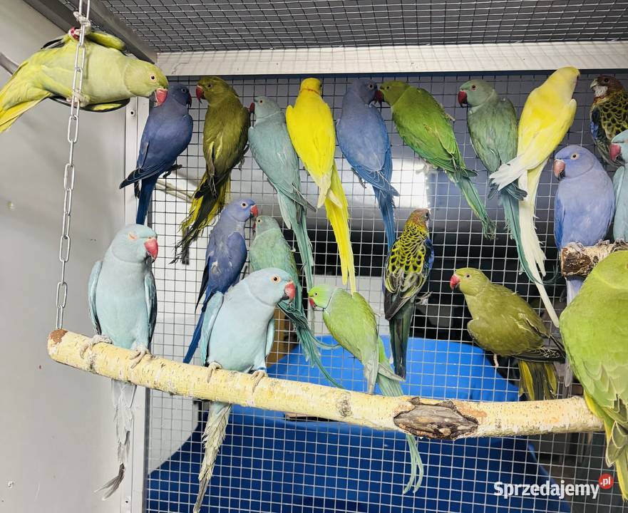 Papuga Papugi Aleksandretty Aleksandretta Warszawa