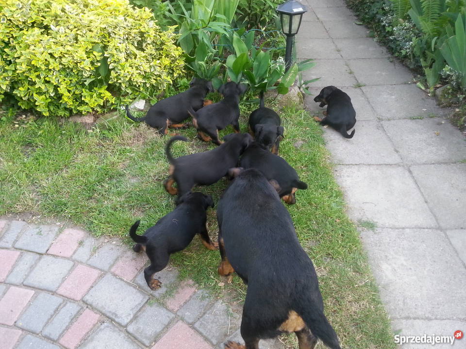 Terier Niemiecki szczeniaki lubuskie Wawrów
