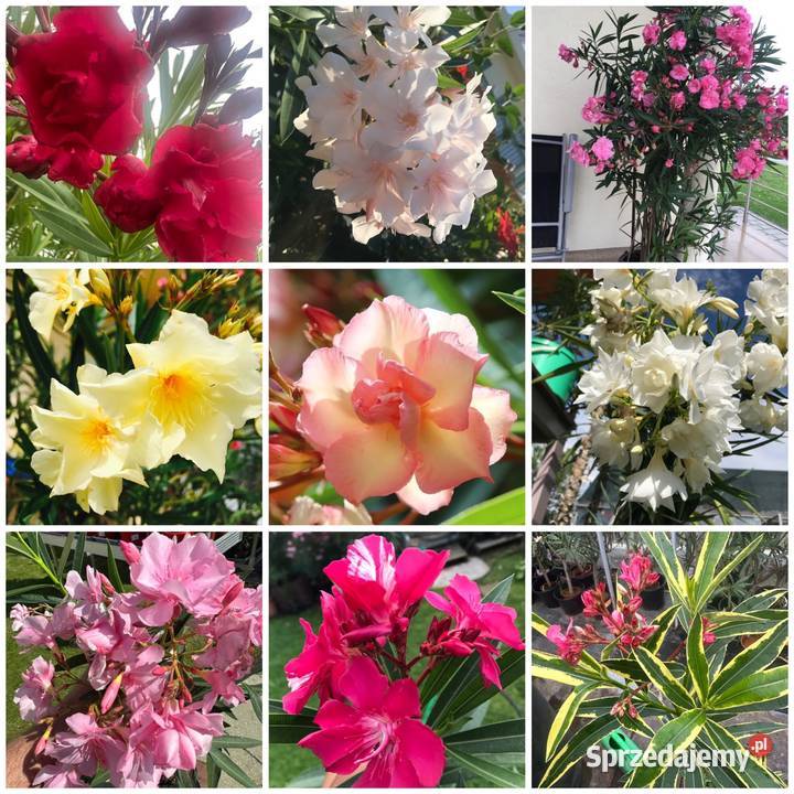 Sadzonki oleander Rośliny małopolskie Skawina