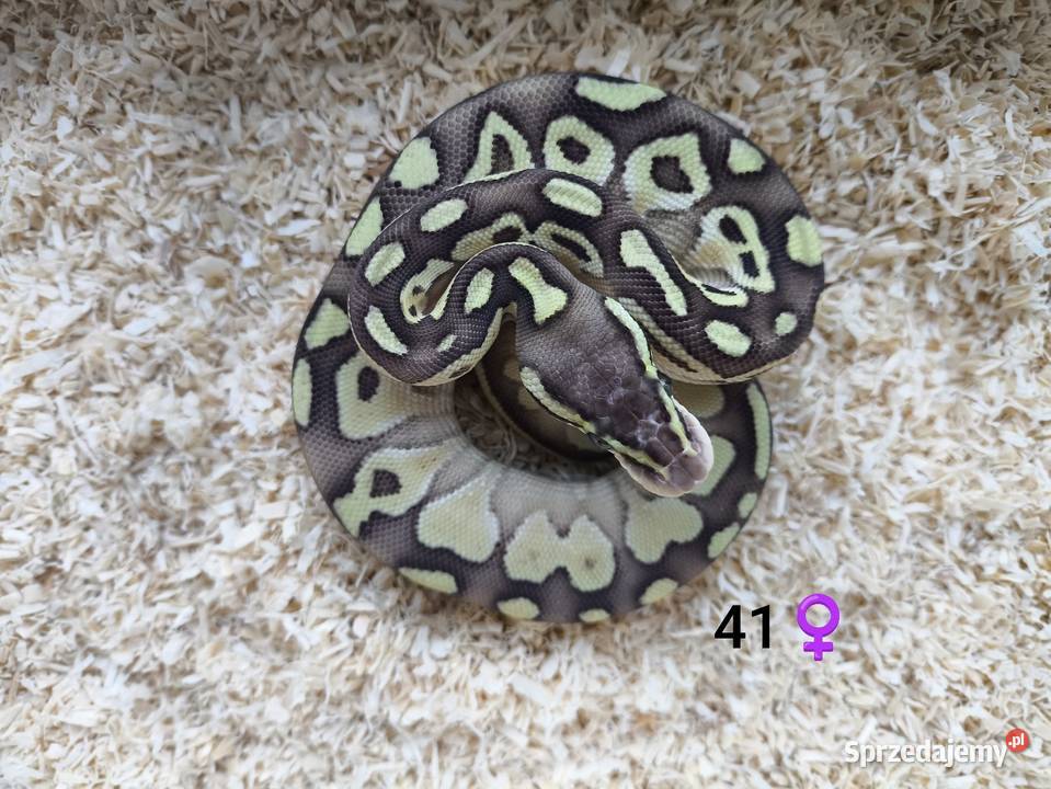 Pyton Królewski Regius Samica Boruja Kościelna