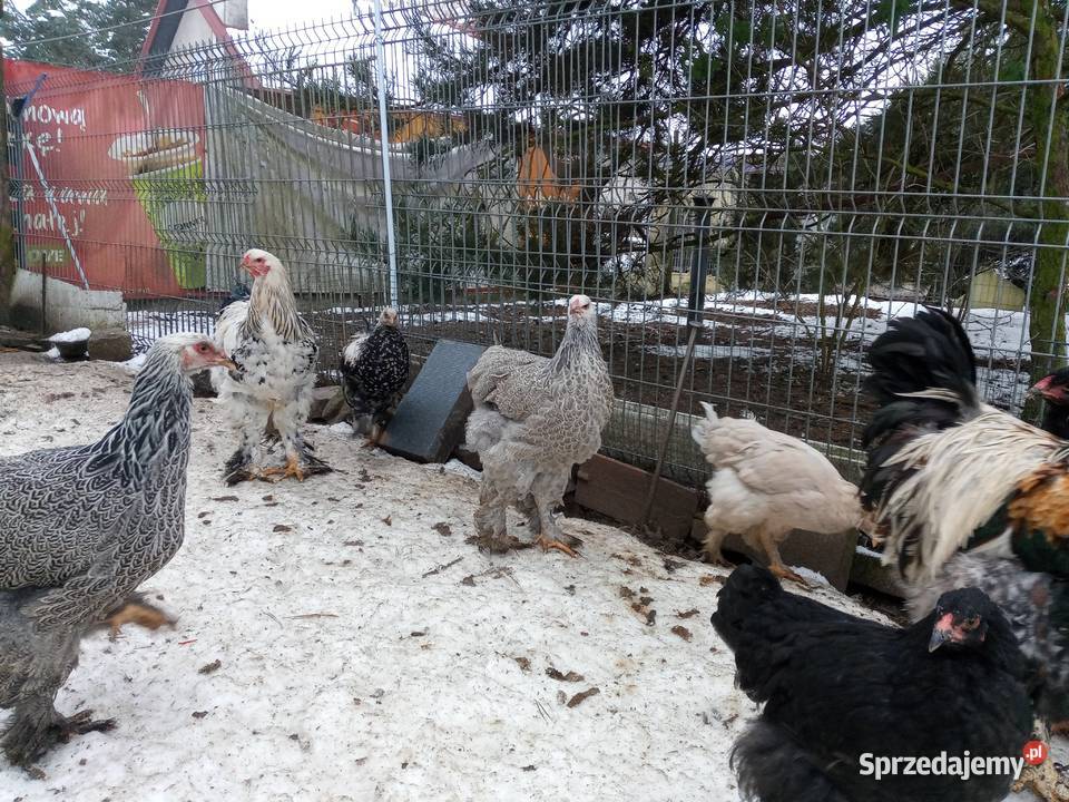 Koguciki Brachma olbrzymie przepiękne sprzedam