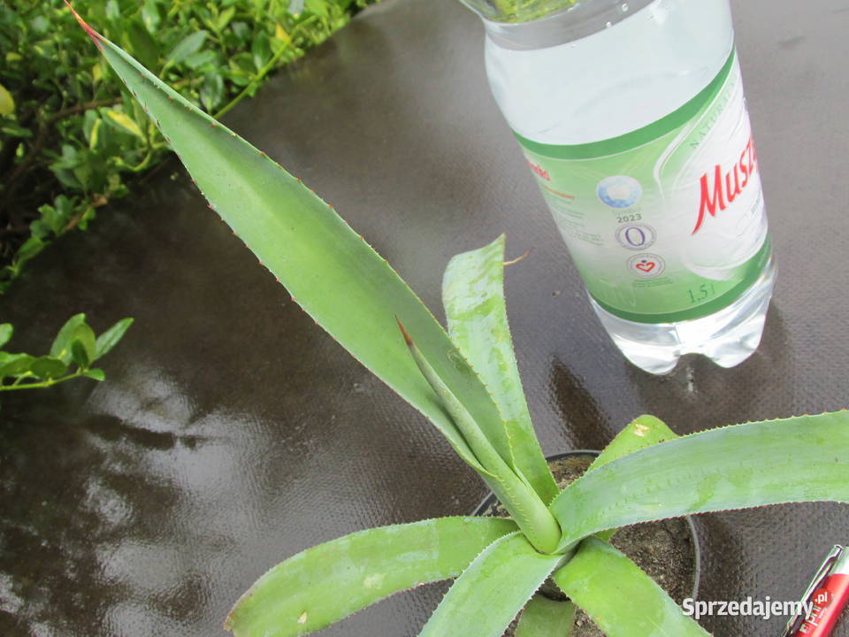 Ładna agawa z Meksyku Agave aurea duża sadzonka Kraków sprzedam
