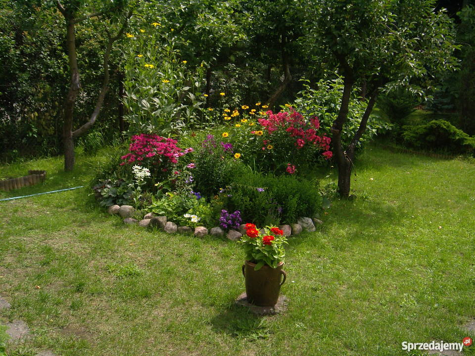 Sprzedam działkę ROD Otowo Lusowo Sierosław 12 wielkopolskie Otowo sprzedam