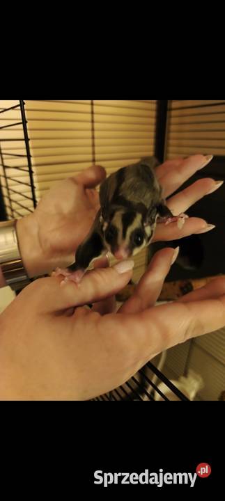 Lotopałanka karłowata Zamarski