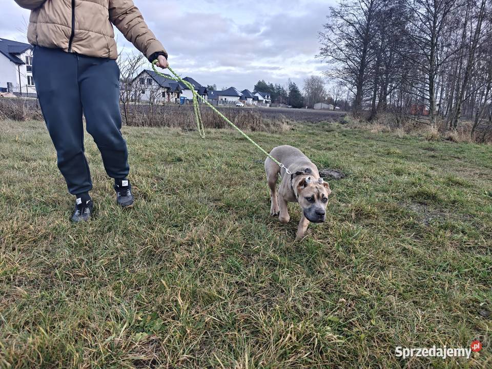 Suczka cane Corso Cane Corso mazowieckie