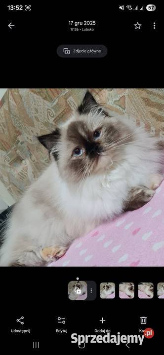 Sprzedam kotkę perską lubuskie Żary sprzedam