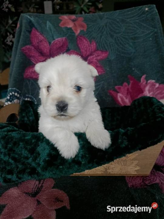 Wzorcowy West Westie Westik mega gęsty włos Krapkowice