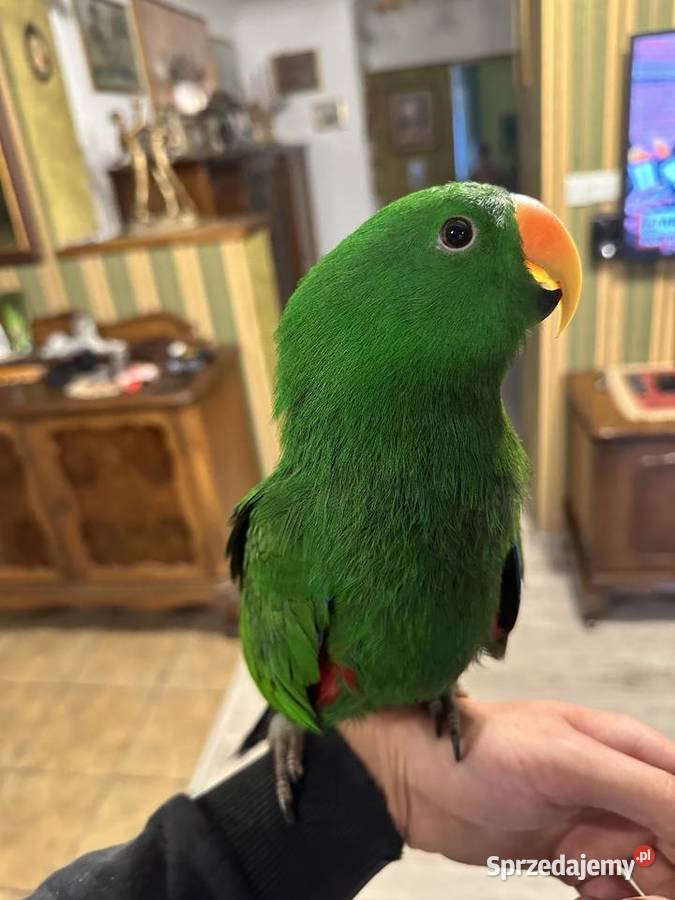 Lora wielkaBarwnica zwyczajnaEclectus roratus Ptaki śląskie
