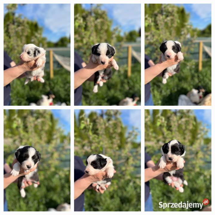 Sprzedam Szczenięta Border Collie ZKwP FCI Pyrzyce