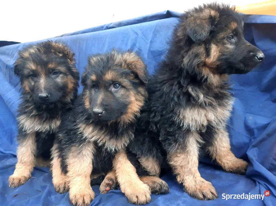 owczarek niemiecki szczeniaki