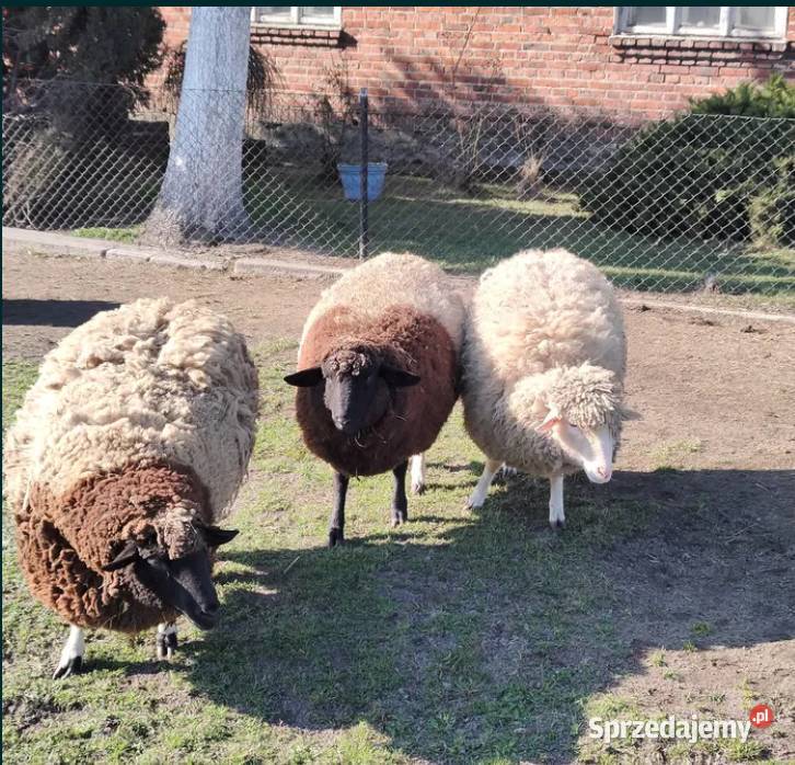 Owce rasy mix dorper Dmosin