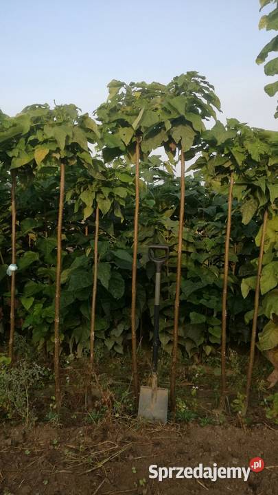 catalpa katalpa surmia nana szczepiona kula na lubelskie Puławy sprzedam