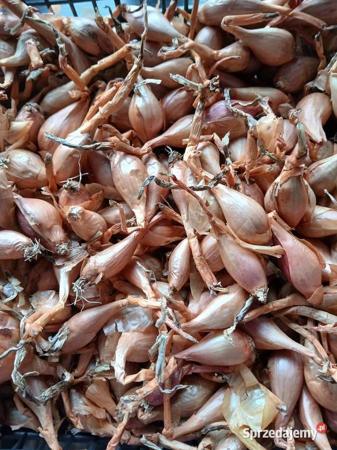 Cebula szalotka Ogród Skępe