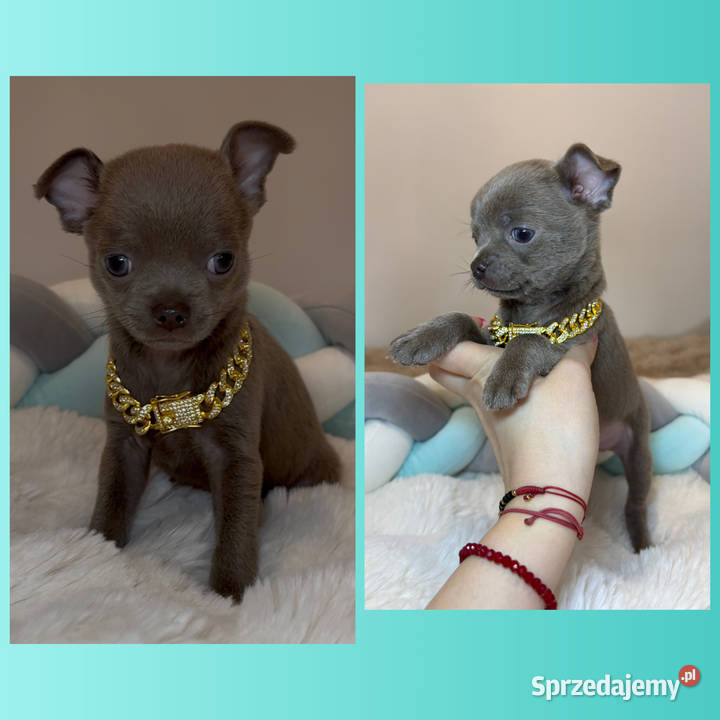Chihuahua krótkowłosy piesek liliowy badania DNA Bełchatów