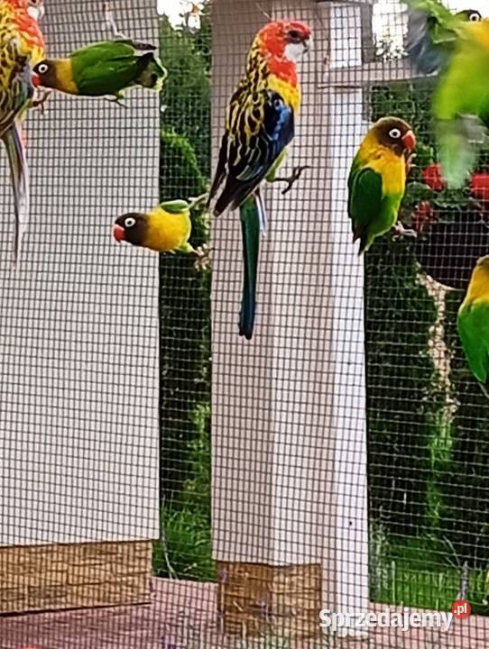 Papugi nierozłączki i rozelle Cierpisz