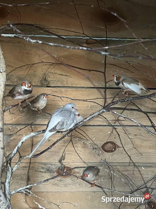 Sprzedam różne papugi Stobno Siódme