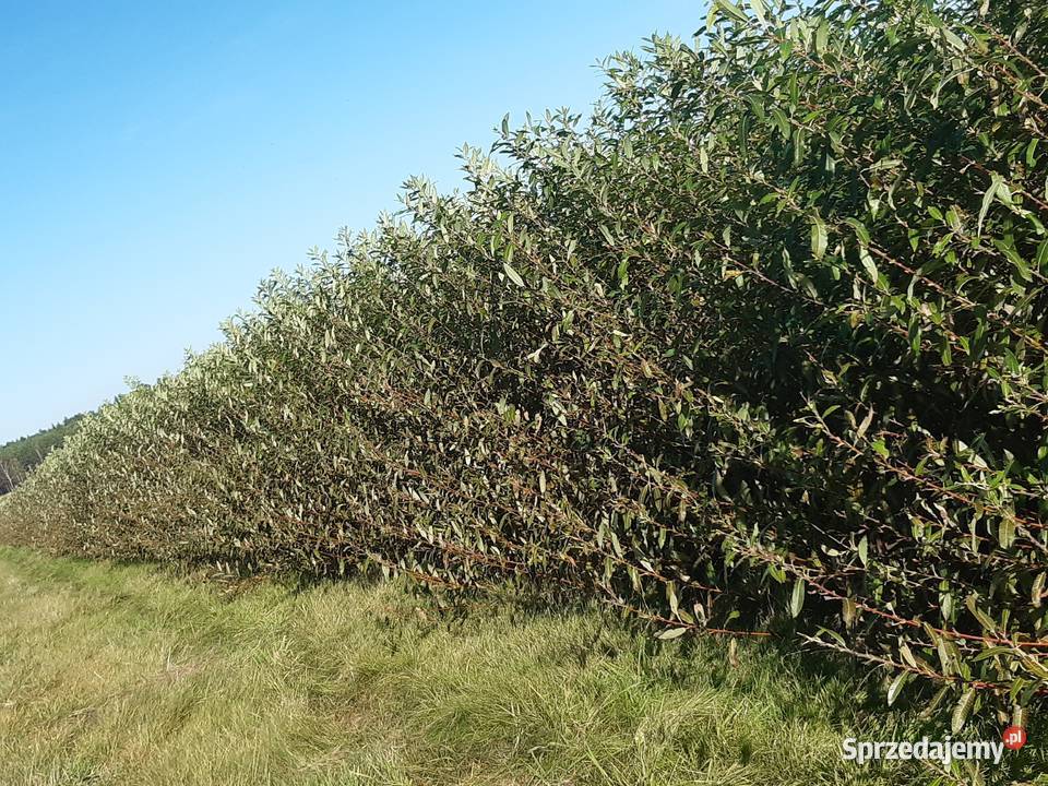 Zielona wiklina wykoszona Zalesie