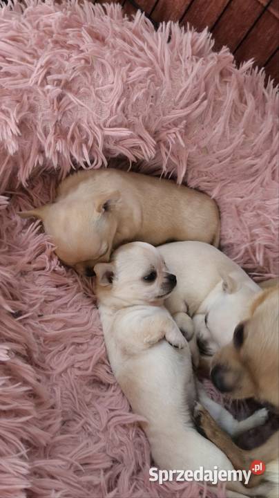 SUCZKA Championach rodowód FCI Wwy mazowieckie Duży Dół