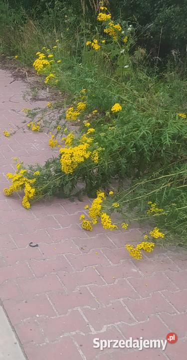 Wrotycz Świerzy Szydłowiec