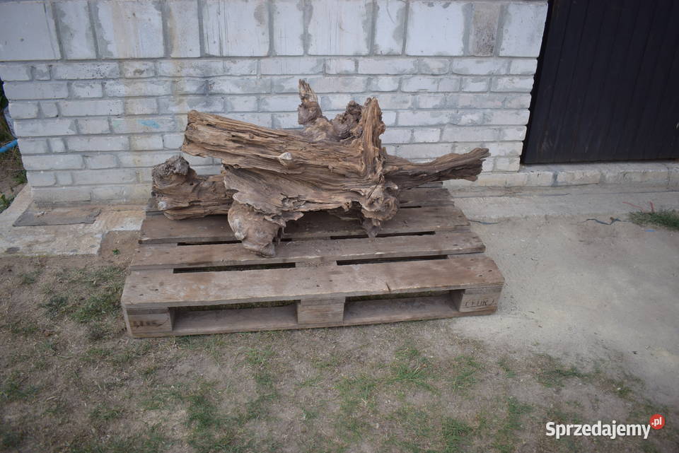 Korzeń ozdobny do ogrodu Połaniec sprzedam