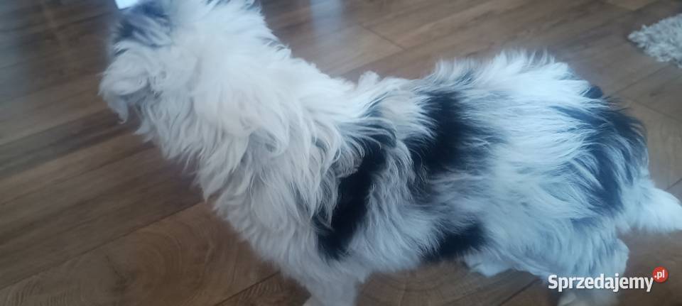 Border collie pies Stankowo