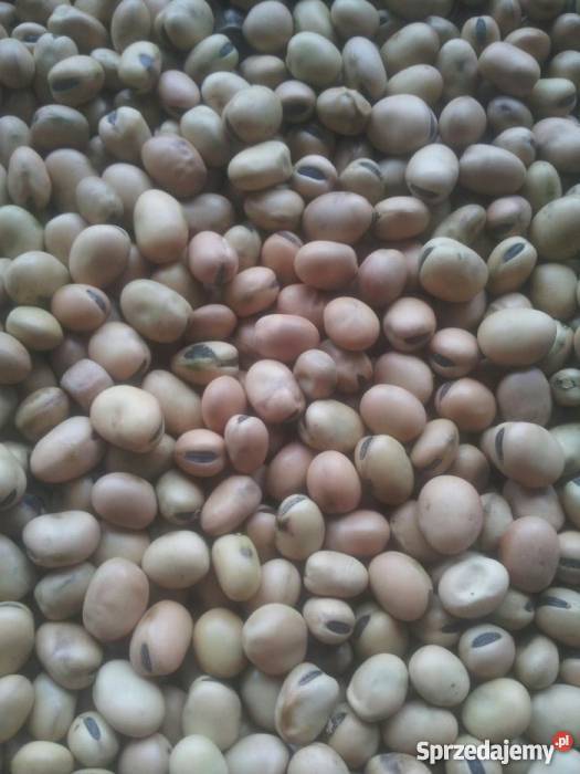 Bobik GRANITdo siewuwytryjerowany Kępa Lubawska