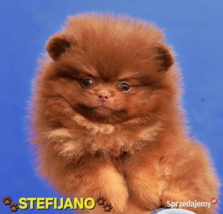 Pomeranian Boo Szczenięta w kolorze CHOCOLATE