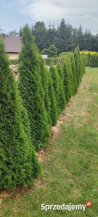 Tuje tuja Iglaste Krościenko Wyżne