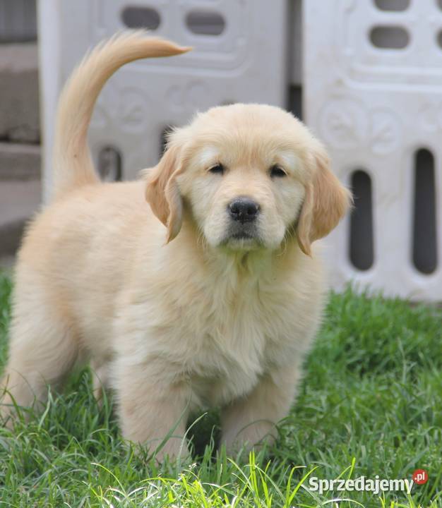 Chłopczyk linii Amerykański Golden Retriever Kędzierzyn-Koźle